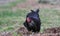 A black hen roams the garden. Black chicken close-up.