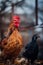 A black hen and a rooster walk in the paddock. A common red rooster and a hen search for grain while walking in a pen on