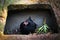 A black hen sits in an abandoned garbage dump and looks forward.