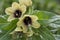 Black Henbane