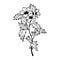 Black henbane, flowers. Vector stock illustration eps10. Outline, isolate on white background. Hand drawn.