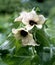 Black henbane  Hyoscyamus niger