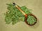 Black henbane, hyoscyamus niger. Dry herbs. Herbal medicine, phy