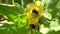 Black henbane, medicine plant with flower