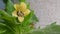 Black henbane, medicine plant with flower