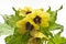 Black henbane, medieval medicine plant