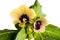 Black henbane, medieval medicine plant with flower