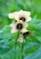 Black henbane or stinking nightshade