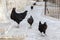 Black hens roam freely in the yard.