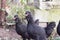 Black hens with tufts and beards walk in the yard
