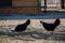 Black hens walking on the grass