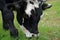 Black Hereford Bullock Grazing