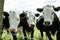 Black hereford cattle closeup