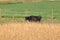 Black Hereford Cow Profile