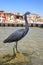 Black Heron on the beach in Sharm El Sheikh