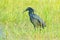 Black heron, Egretta ardesiaca, also known as the black egret, in the nature habitat. Dark bird in water march grass, Moremi, Okav