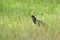 Black heron, Egretta ardesiaca, also known as the black egret, in the nature habitat. Dark bird in water march grass, Moremi, Okav