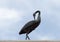 Black Heron sculpture against a blue sky