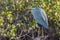 Black heron uses a hunting method called canopy feedingâ€”it uses its wings like an umbrella,  creating shade that attracts fish.