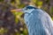 Black heron uses a hunting method called canopy feedingâ€”it uses its wings like an umbrella,  creating shade that attracts fish.