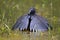 Black heron wading in shallow water