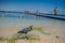 black heron walks on golden beach on red sea coast