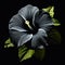 Black Hibiscus Flower: A Photorealistic Optical Illusion Painting