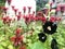 Black hibiscus flowers with large bright fluffy background of red flowers Monarda fistulosa. Hibiscus rosa-sinensis plant