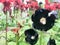 Black hibiscus flowers with large bright fluffy background of red flowers Monarda fistulosa. Hibiscus rosa-sinensis plant