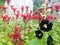 Black hibiscus flowers with large bright fluffy background of red flowers Monarda fistulosa. Hibiscus rosa-sinensis plant