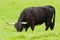 Black highland cow with flies grazing