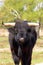 Black highlander cow cattle standing in nature