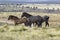 Black Hills Wild Horse Sanctuary,