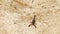 black himalayan scorpion crawls on gray rock close up top view high Himalaya mountains