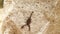 Black himalayan scorpion creeps on stone top view close up river Ganges on background