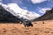 Black Himalayan yak at field agains snow mountain at Yading Nature Reserve,