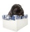 Black holland lop baby rabbit in a white busket isolated from th