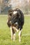 Black Holstein cow stands in a meadow in Switzerland