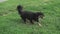 Black home dog runs on green grass. True dog