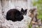 Black homeless cat on stone in street