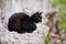 Black homeless cat on stone in street