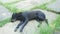 Black homeless wounded dog sleeps restlessly.