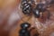 Black honey bee head closeup image