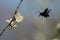 Black honeybee flying over a white flower