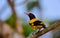 Black-hooded oriole on the branch