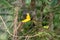 Black-hooded Oriole in flight