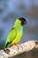 Black-Hooded Parakeet or Nanday Conure, nandayus nenday, Adult standing on Branch, Pantanal in Brazil