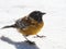 Black hooded sierra finch phrygilus atriceps bird animal wildlife on salt flat Salar de Uyuni Bolivia South America