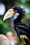 Black Hornbill