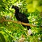 Black Hornbill